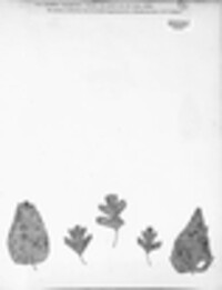 Mycosphaerella vagabunda image